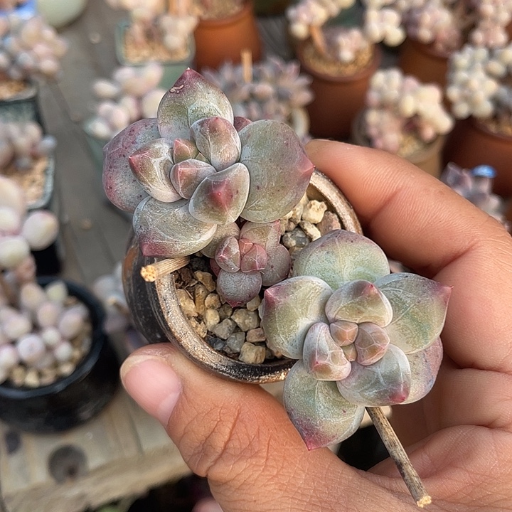 带盆发货 重楼 4口盆