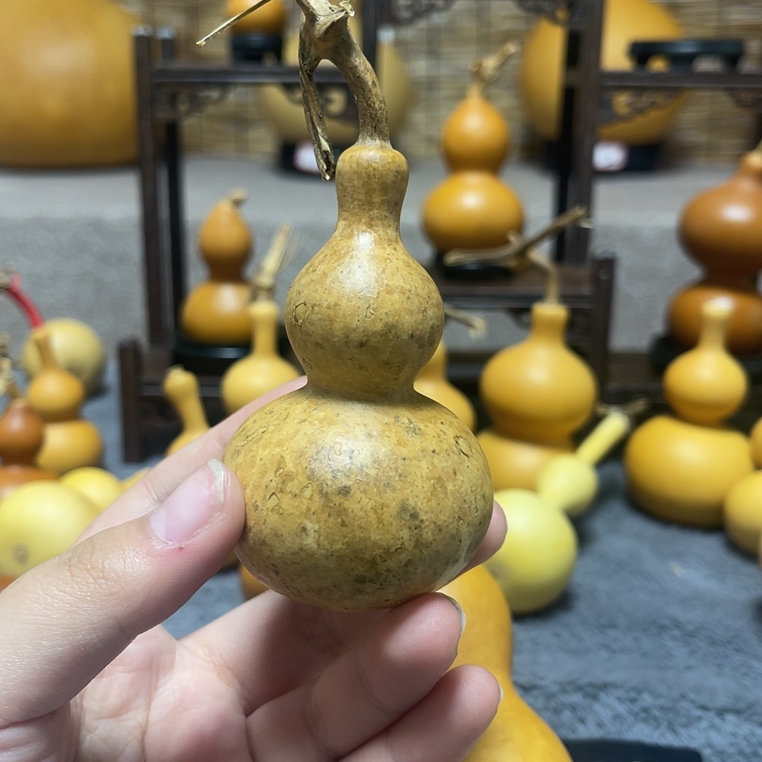 花皮八宝长嘴2年皮