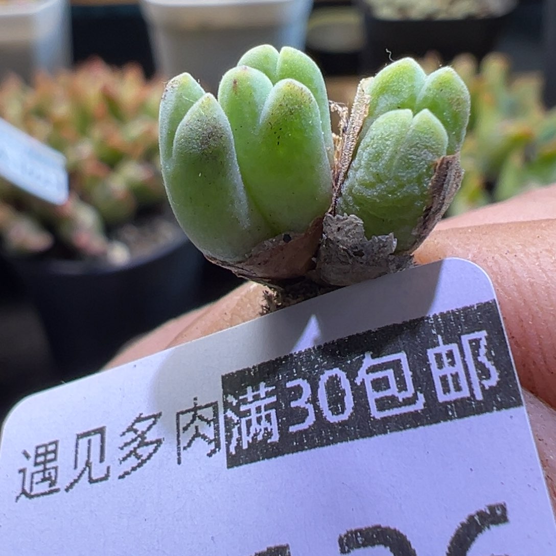 多肉植物11111111111