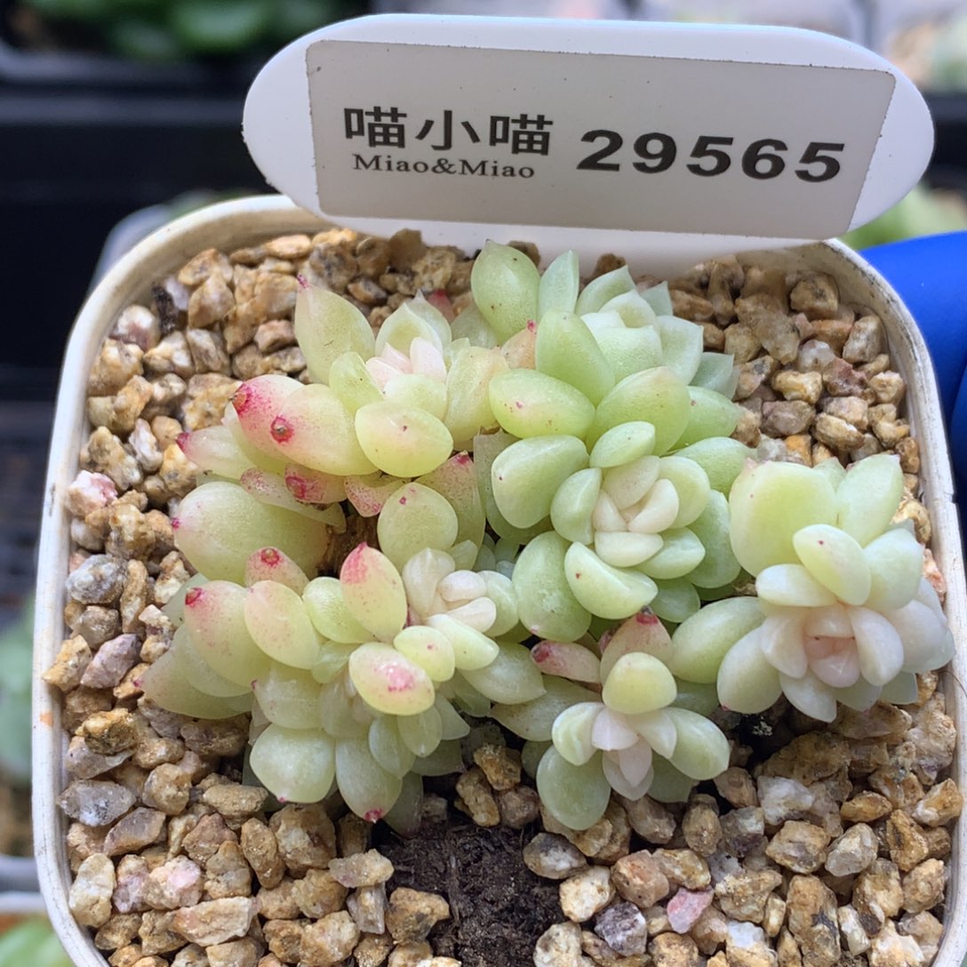 李***茜多肉植物杂交珍妮