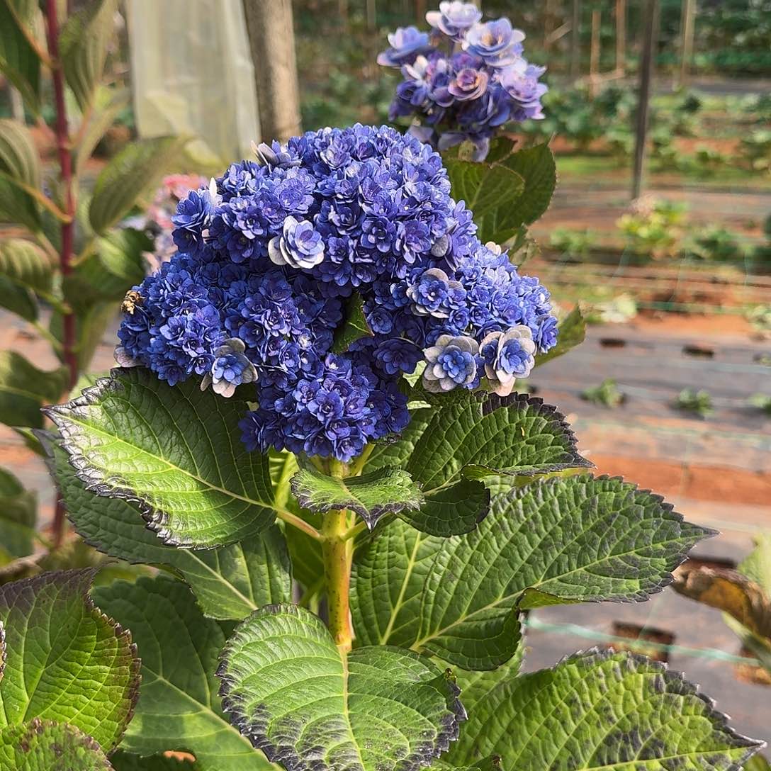 大部分花苞少量开放13