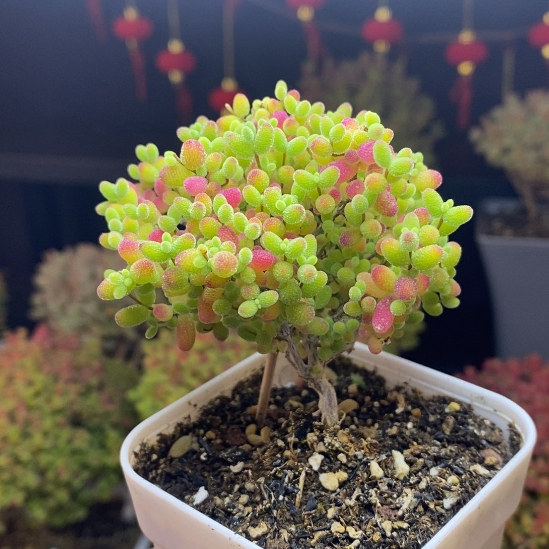 6号蜜橘糖球枝干多肉。