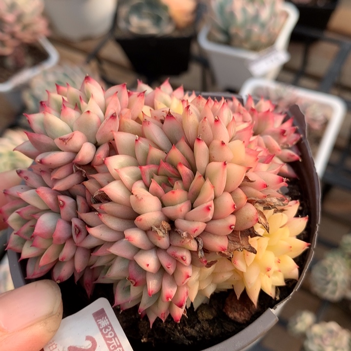 女雏锦多肉植物的