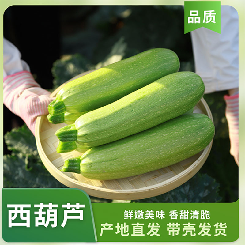 云南露天西葫芦现摘现发农家自种小瓜菜瓜番瓜应季蔬菜【产地直发】