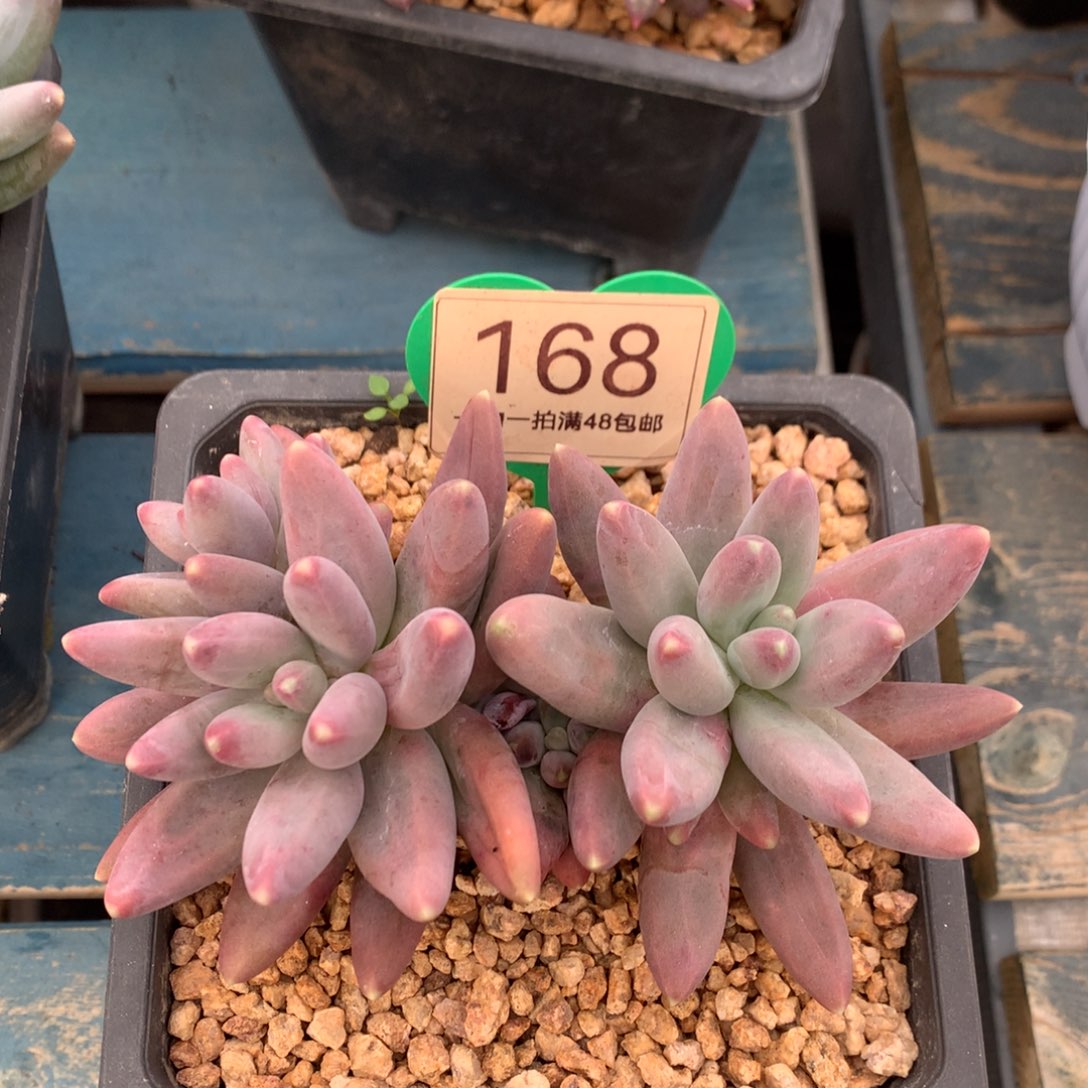 戴蒙得无砍开播福利168