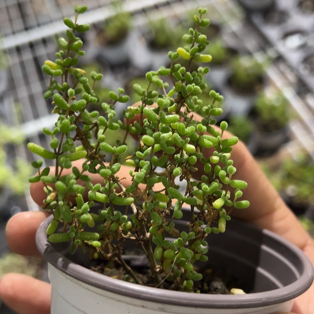 葡萄米90杯老桩福利