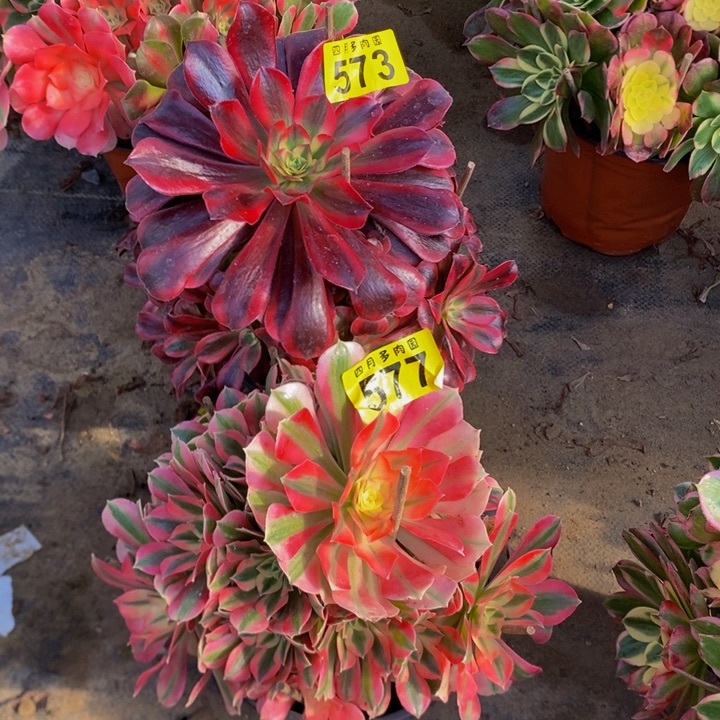 多肉573、577美杜莎粉女巫