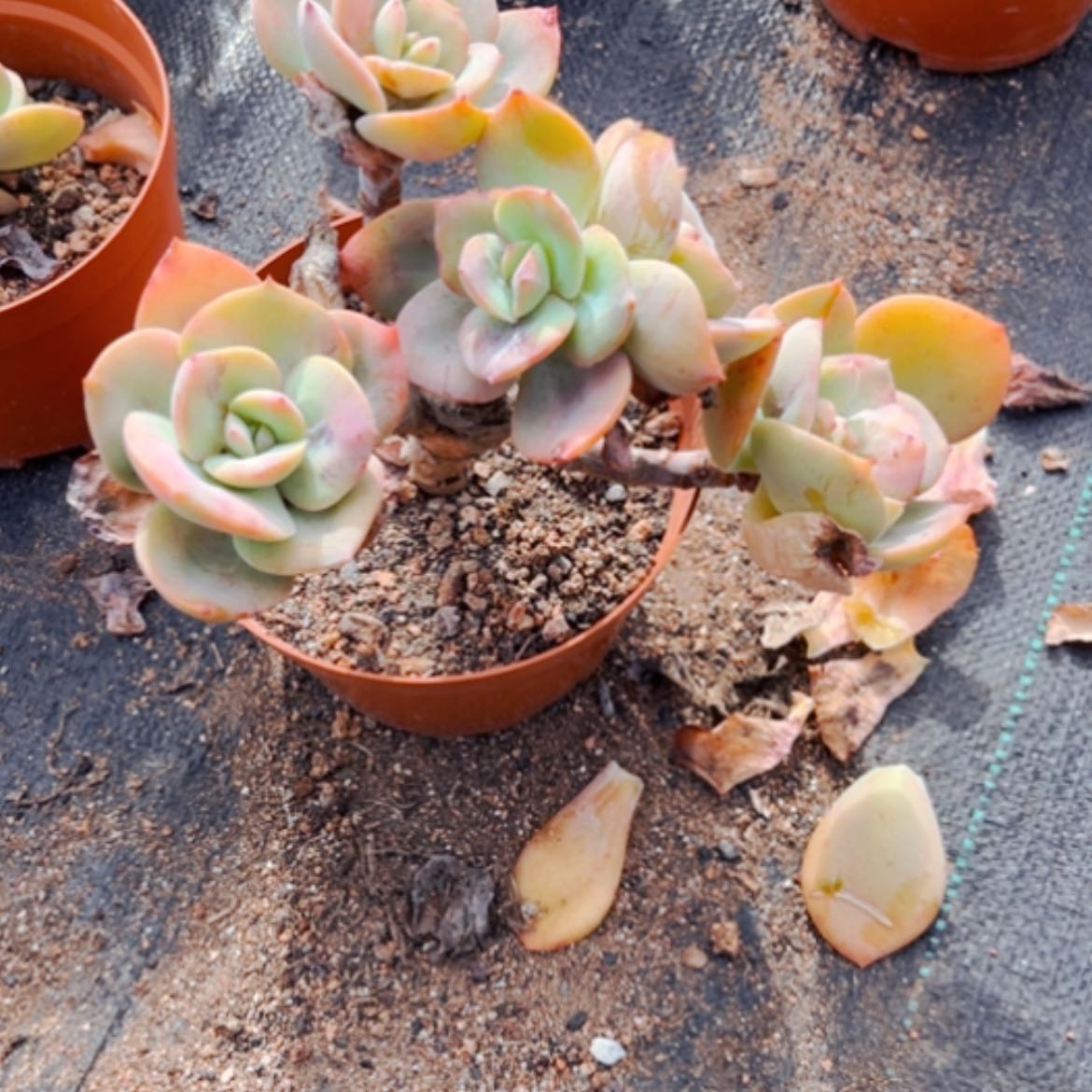 【闪购商品】S****r白凤