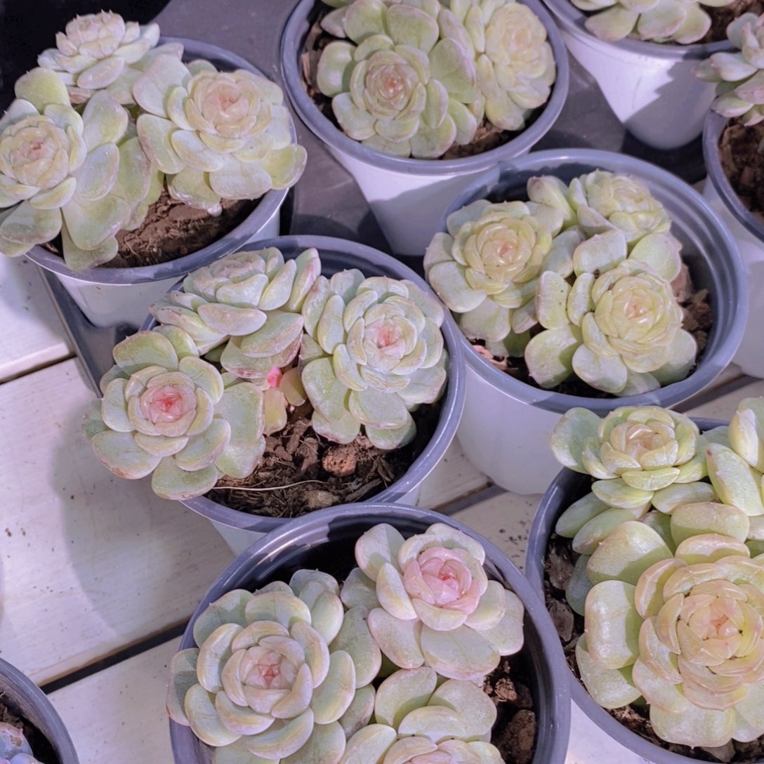 1111-04-精品母本老桩糖心白色恋人群一个