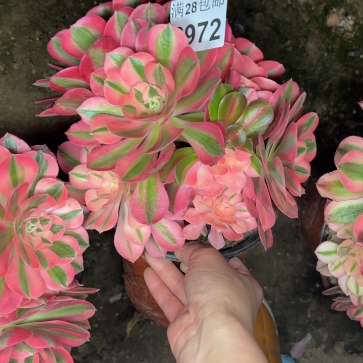 2972女巫多肉植物