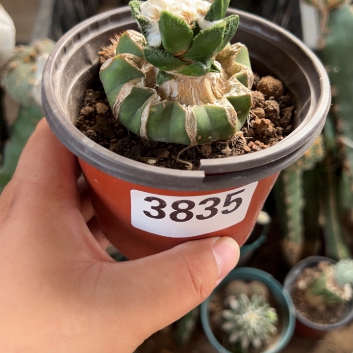 0***0博士牡丹仙人球3835号带盆