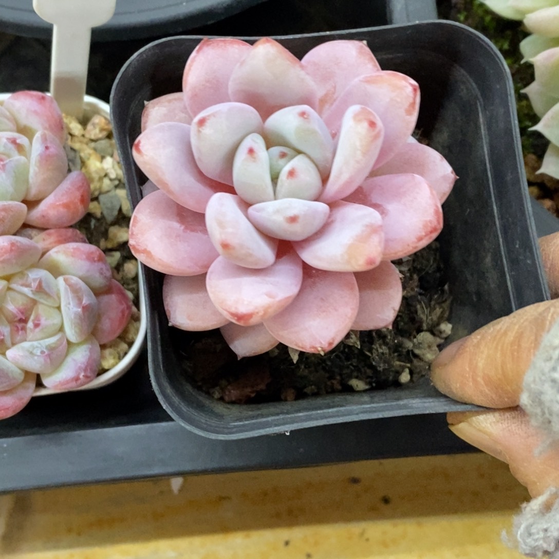 精品多肉一物一拍不包整282