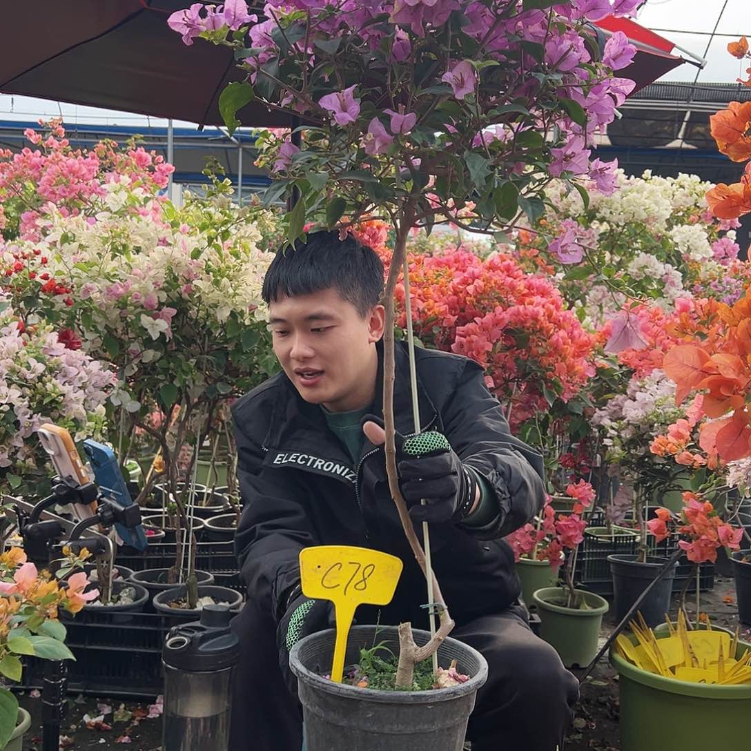 棉***糖大部分花苞少量开放C78巴西紫