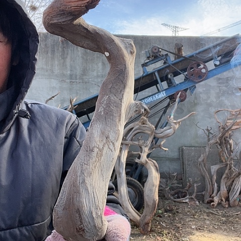 【闪购商品】柏木（崖柏）4