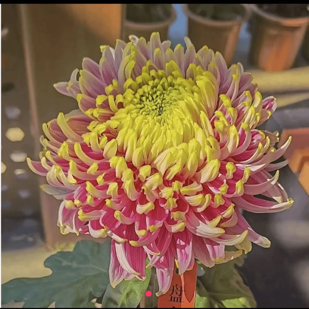 九月大花菊《盘龙木兰》菊花大苗 开花漂亮…