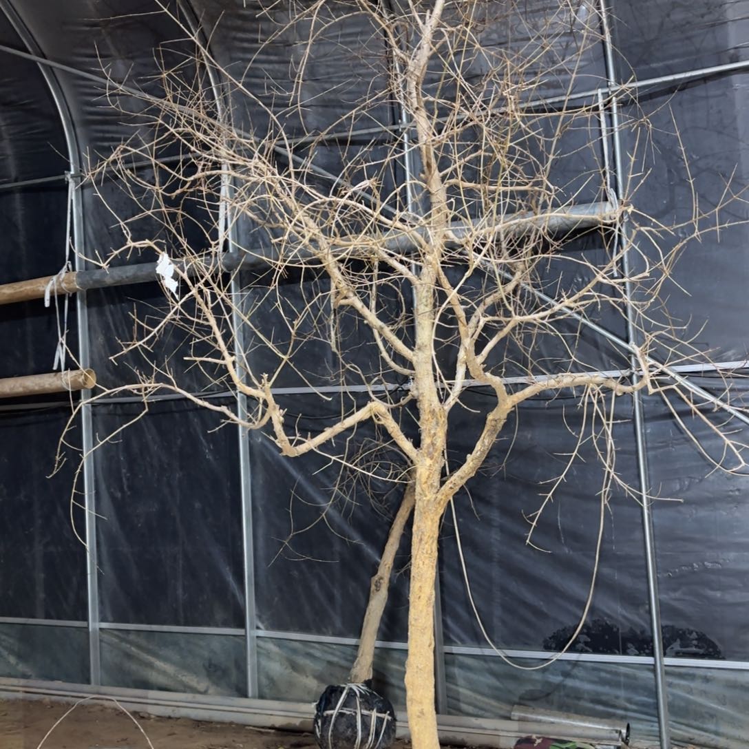 沙***弟完全开放石榴树两颗88888