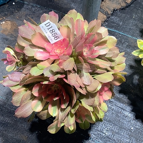 1856雅典娜多肉法师锦