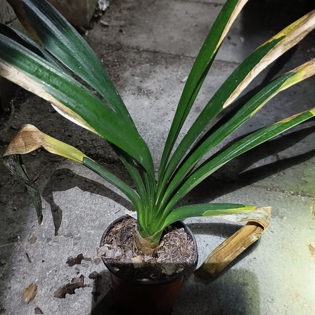 呢***呢当前无花栽培后可以开花盲盒大苗一颗残叶