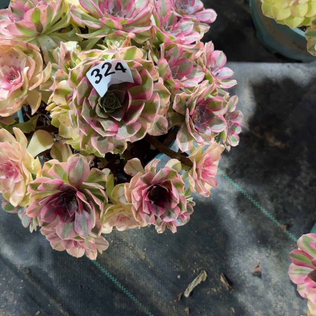 大雨河多肉植物老庄324