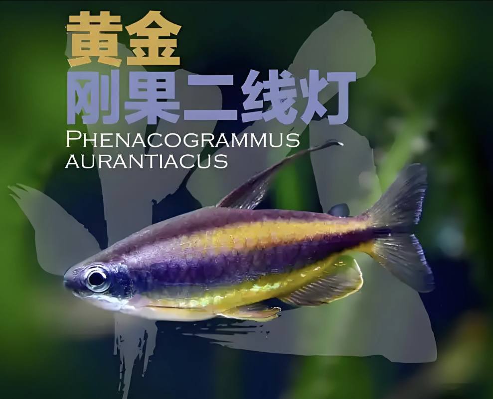 铃沐涵 黄金刚果二线灯鱼小型热带观赏鱼活体群游好养