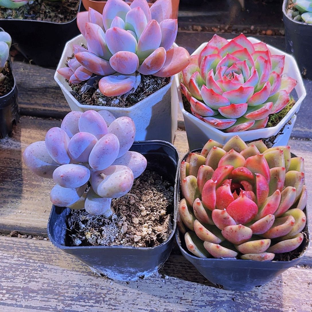 奥普。桃美人。侧影 黑玫瑰