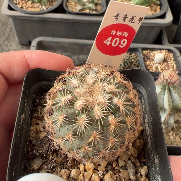 实生伊莎贝拉娇丽4.1cm