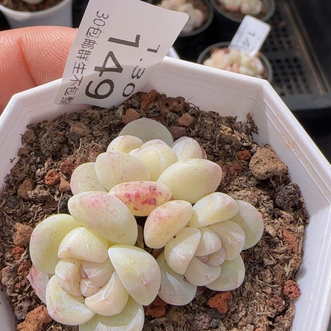 三头白体冰玉趴地