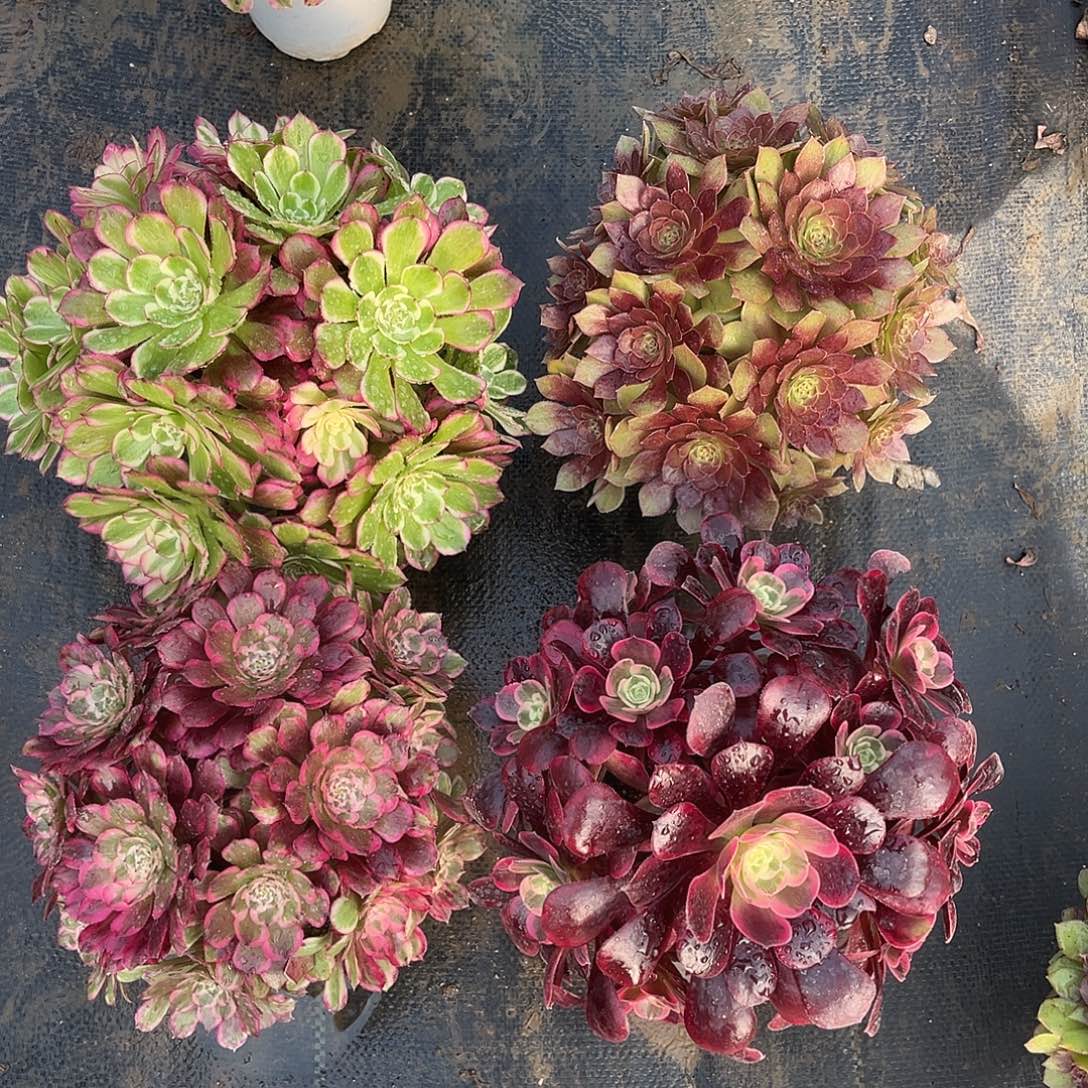 法师多肉植物漂亮漂亮