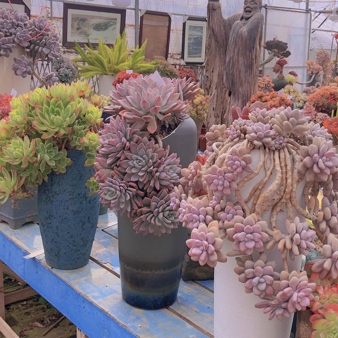 红陶火*鸟多肉植物组合