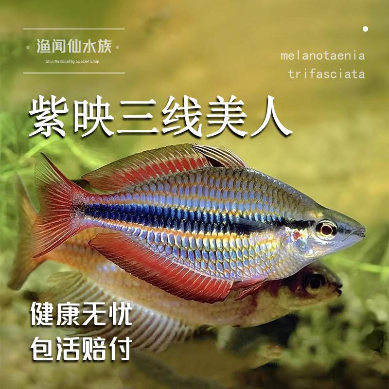 紫映三线美人热带淡水观赏鱼大中型鱼宠物鱼群养耐养活体鱼
