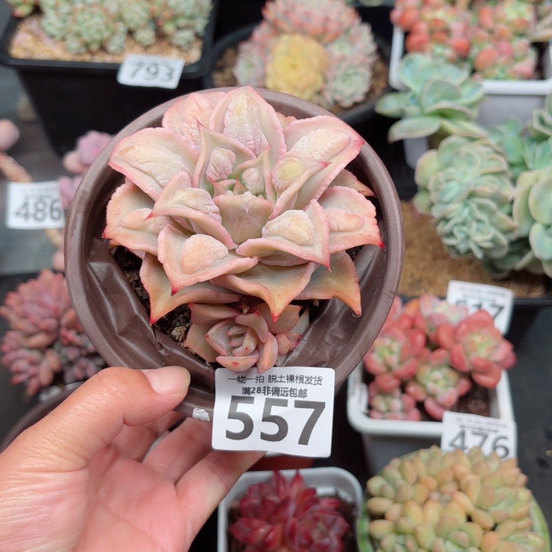 留财饺子皮多肉多肉多