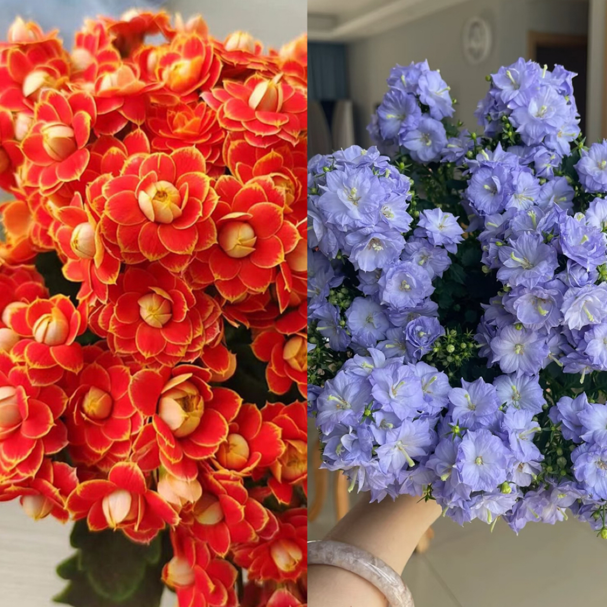 【金狐狸➕丹麦风铃】两盆重瓣花