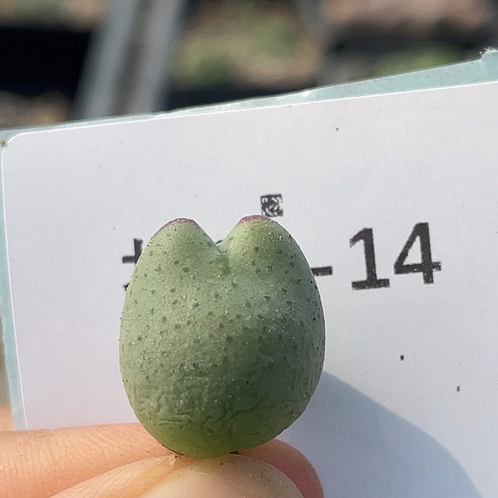 24-14比卡丘多肉植物