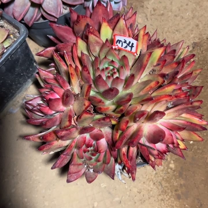 老***暖精品多肉植物老桩