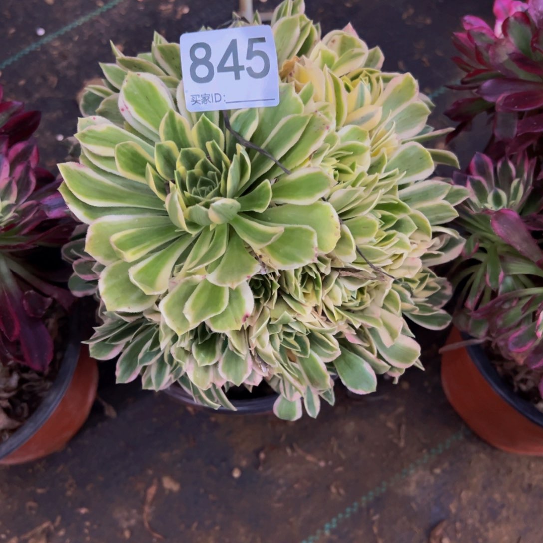 845芳华多肉植物
