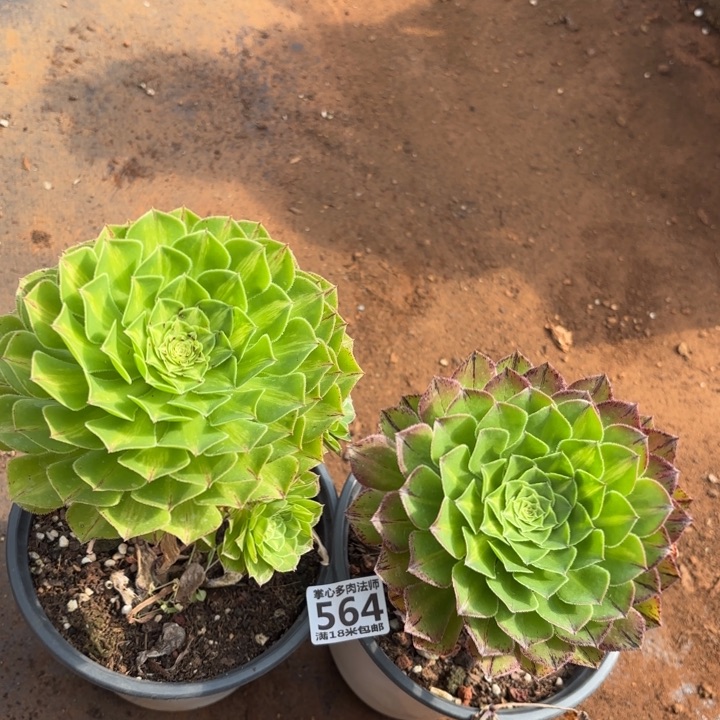 564不花脸知否掌心多肉法师锦不包侧枝断枝的