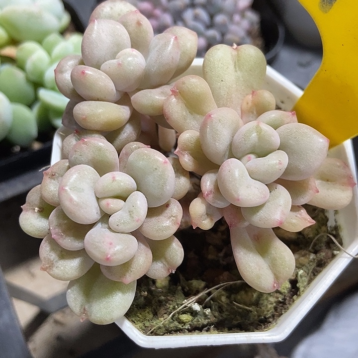 多肉植物比尔盖茨935