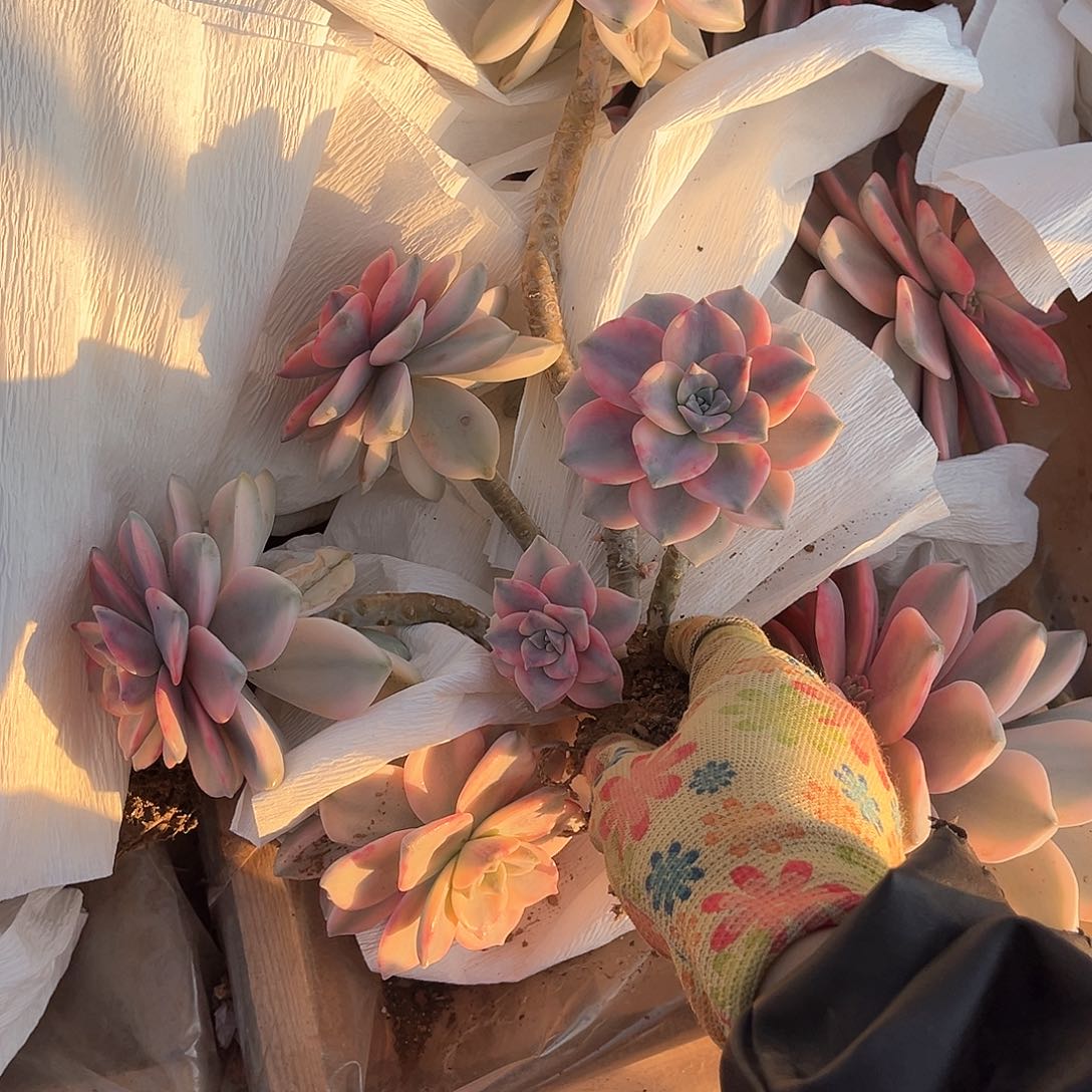 恋*夏多肉植物紫乐景05