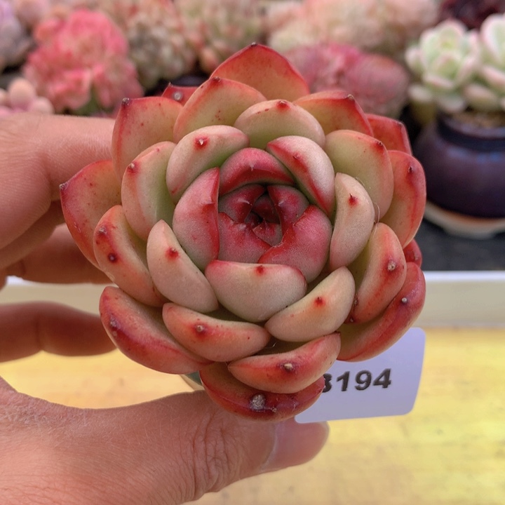 一物一拍满38包邮A194