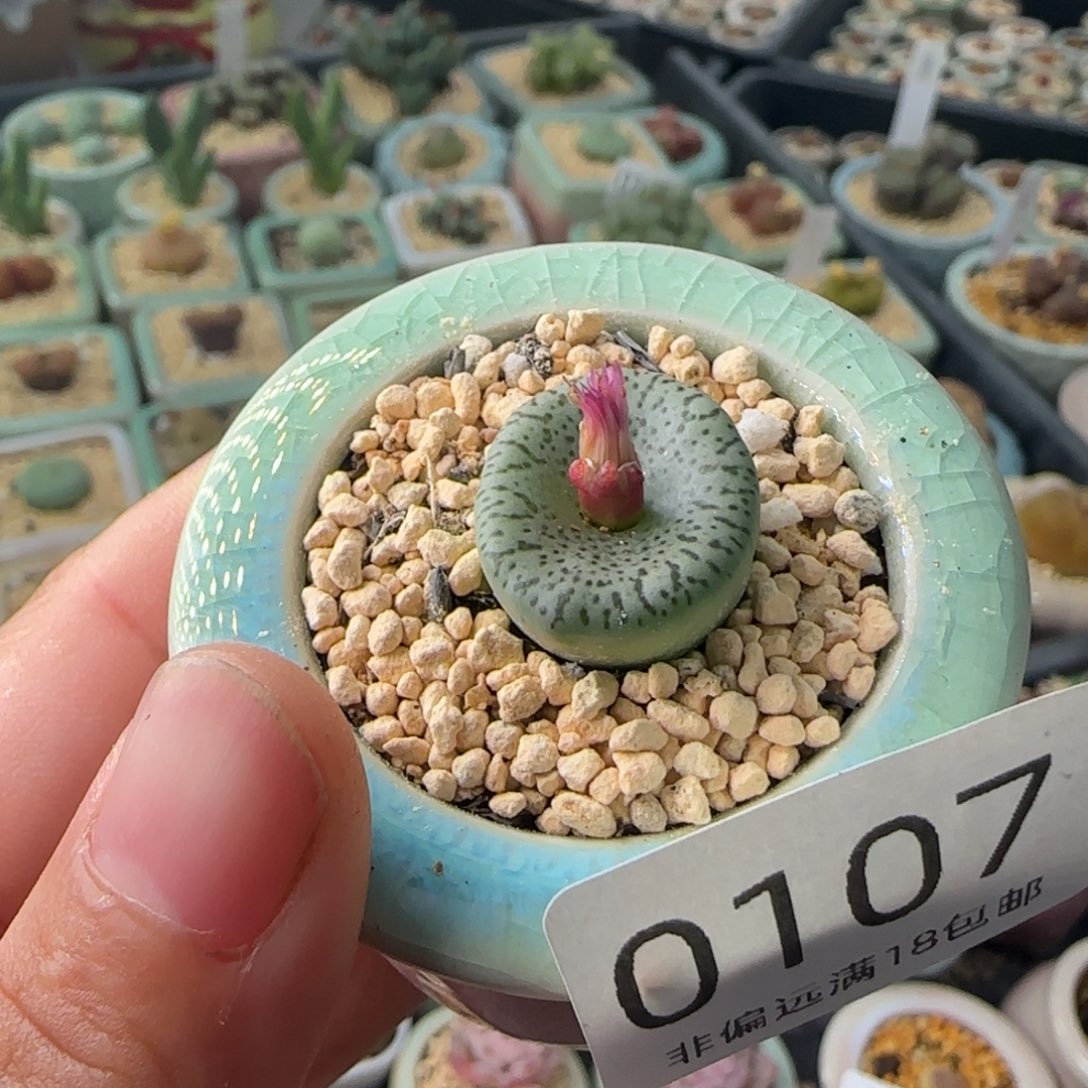 时***3107--一物一拍 带盆