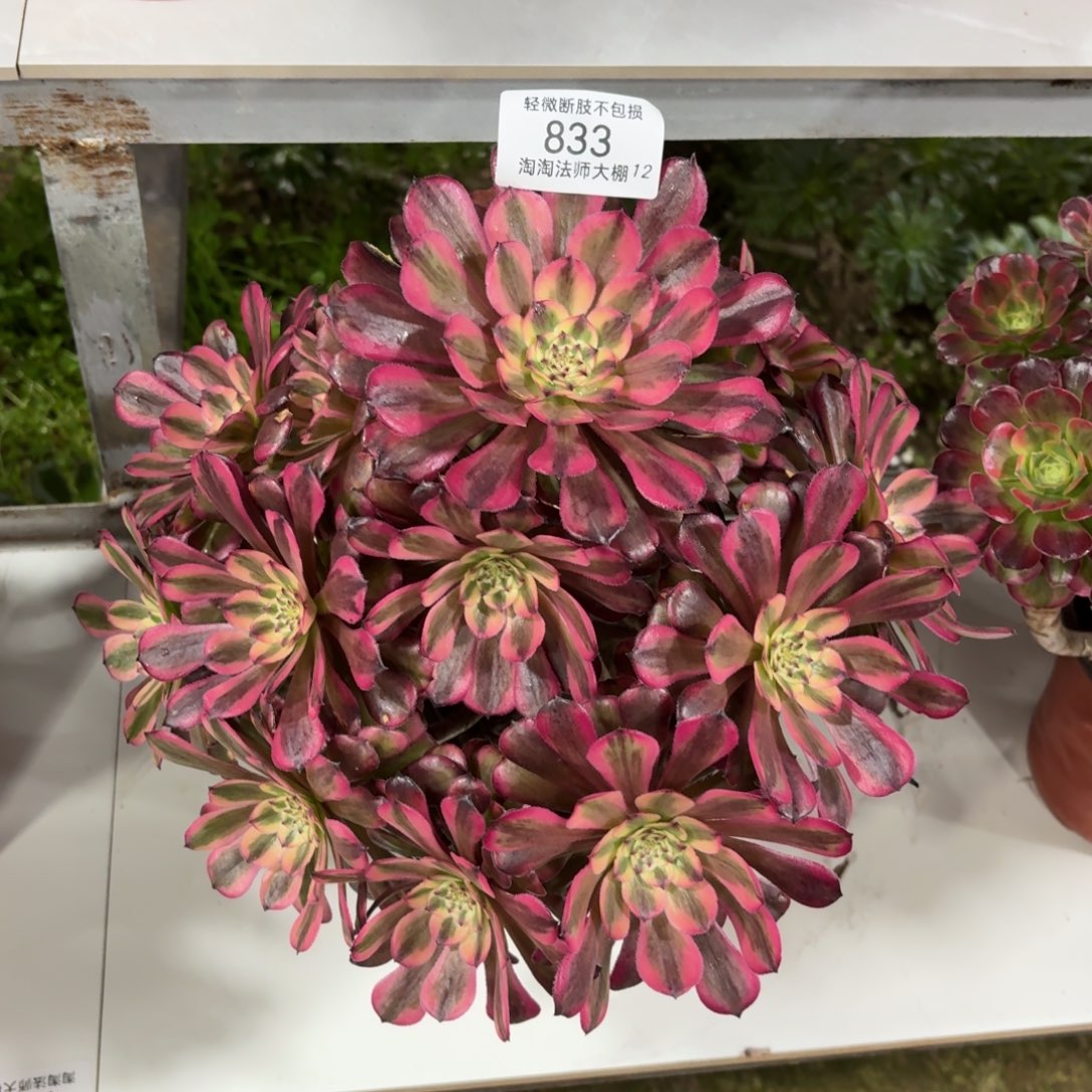 833月婵多肉植物法师