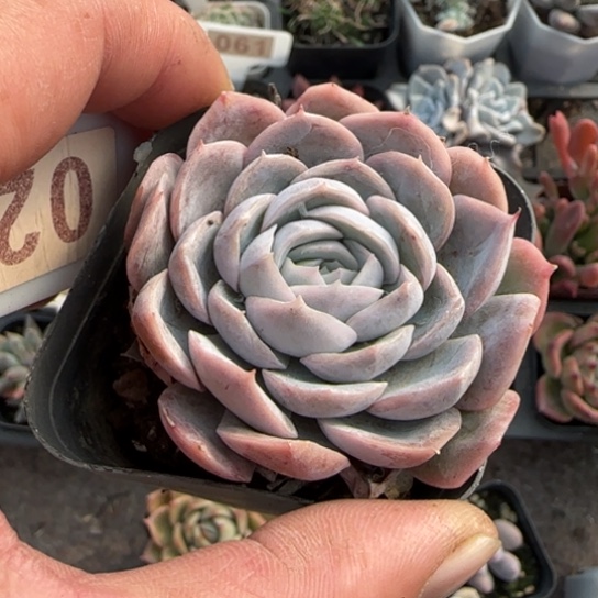 26雪球多肉植物多