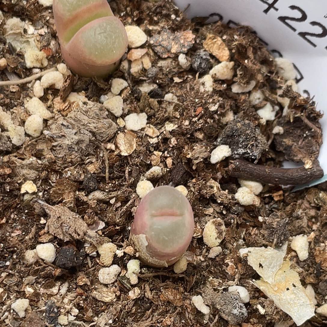 22-54风铃多肉植物