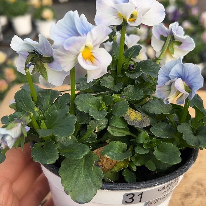 红陶抖音直播闪拍31