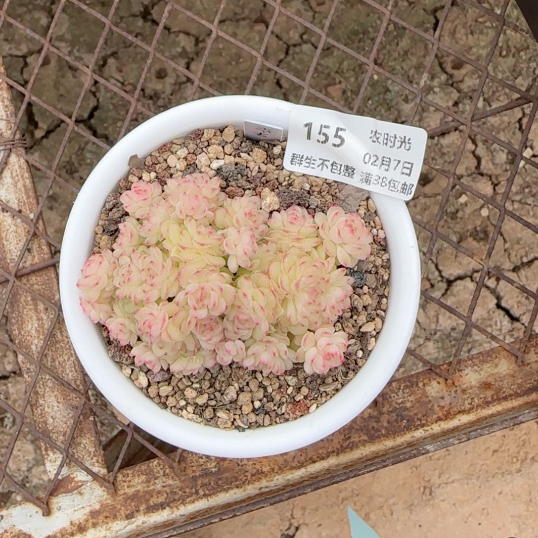 一***哦【闪购商品】0207-155（ht-40）