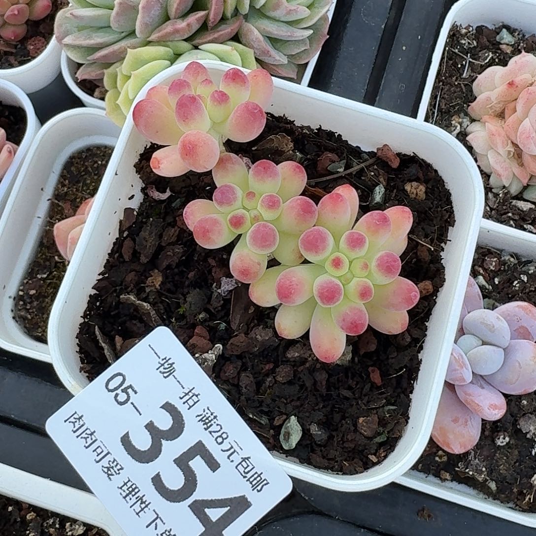 果冻乙女心无盆土发货