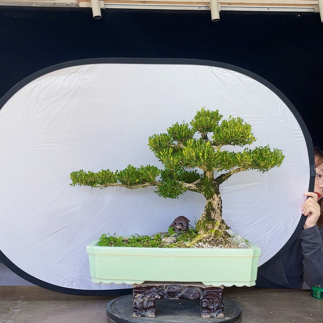 完全开放夜*黄杨盆景四季常青