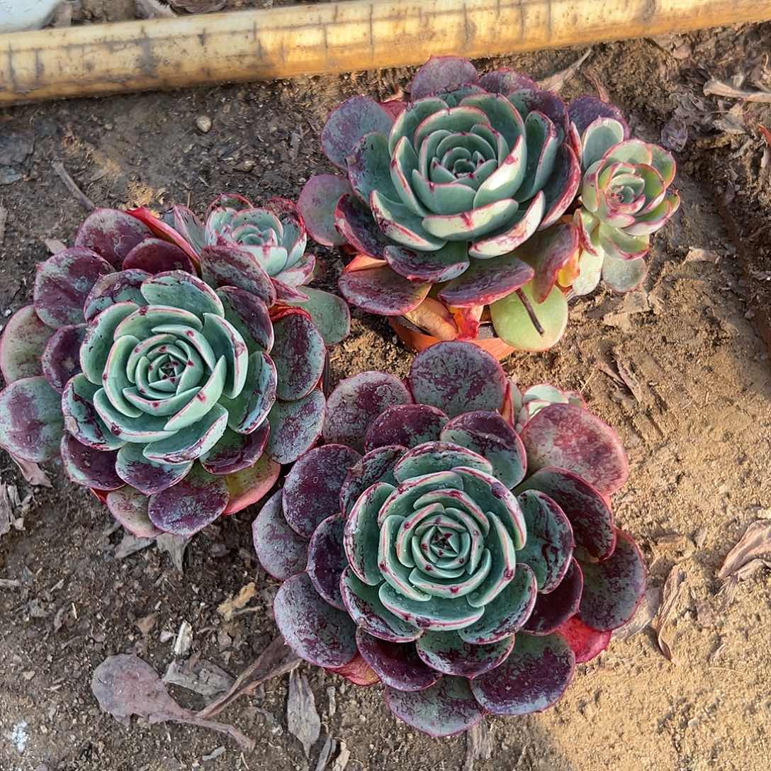 多肉植物三颗肉肉