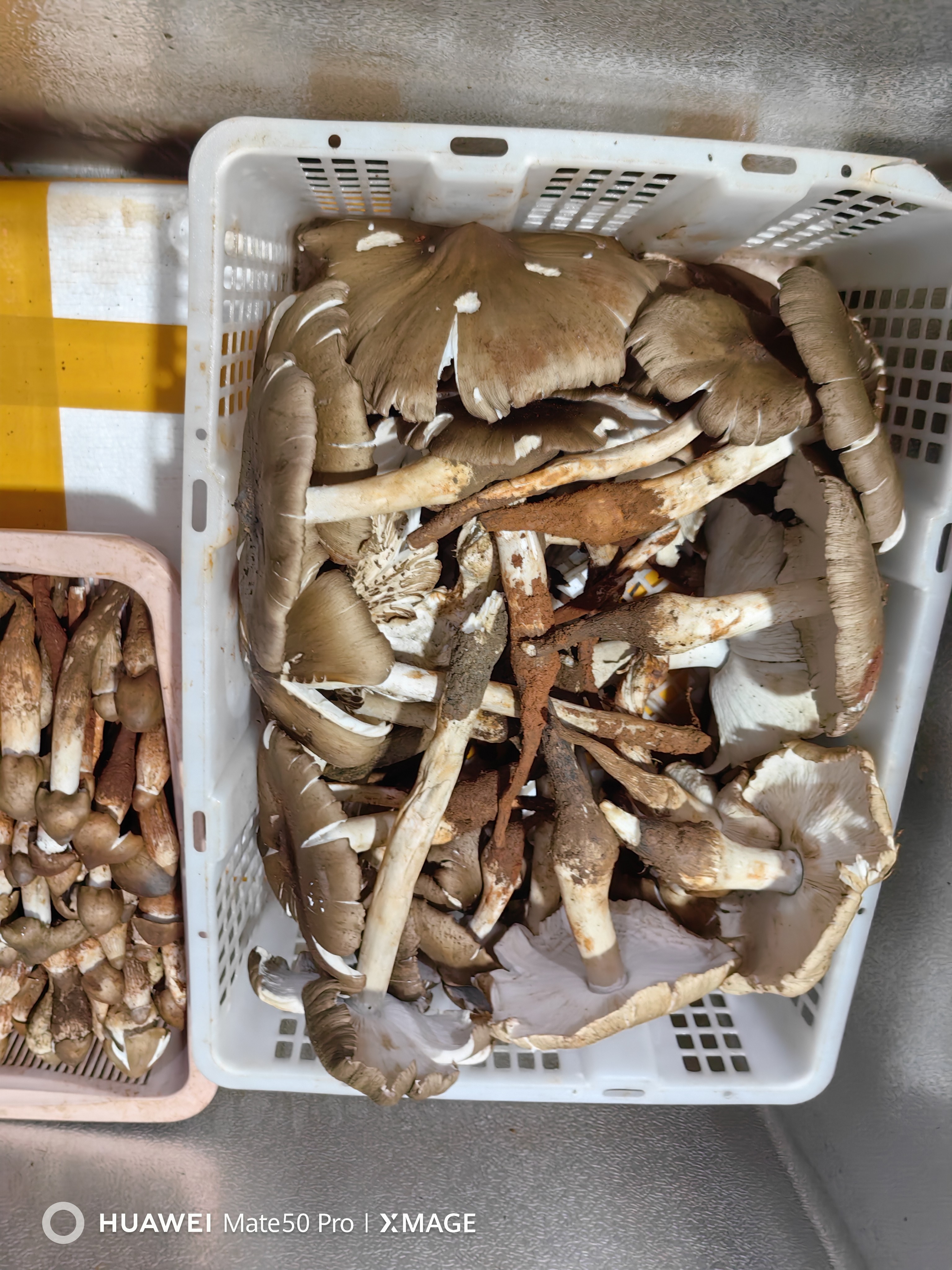仁寿特产斗鸡公鸡枞菌精选开伞