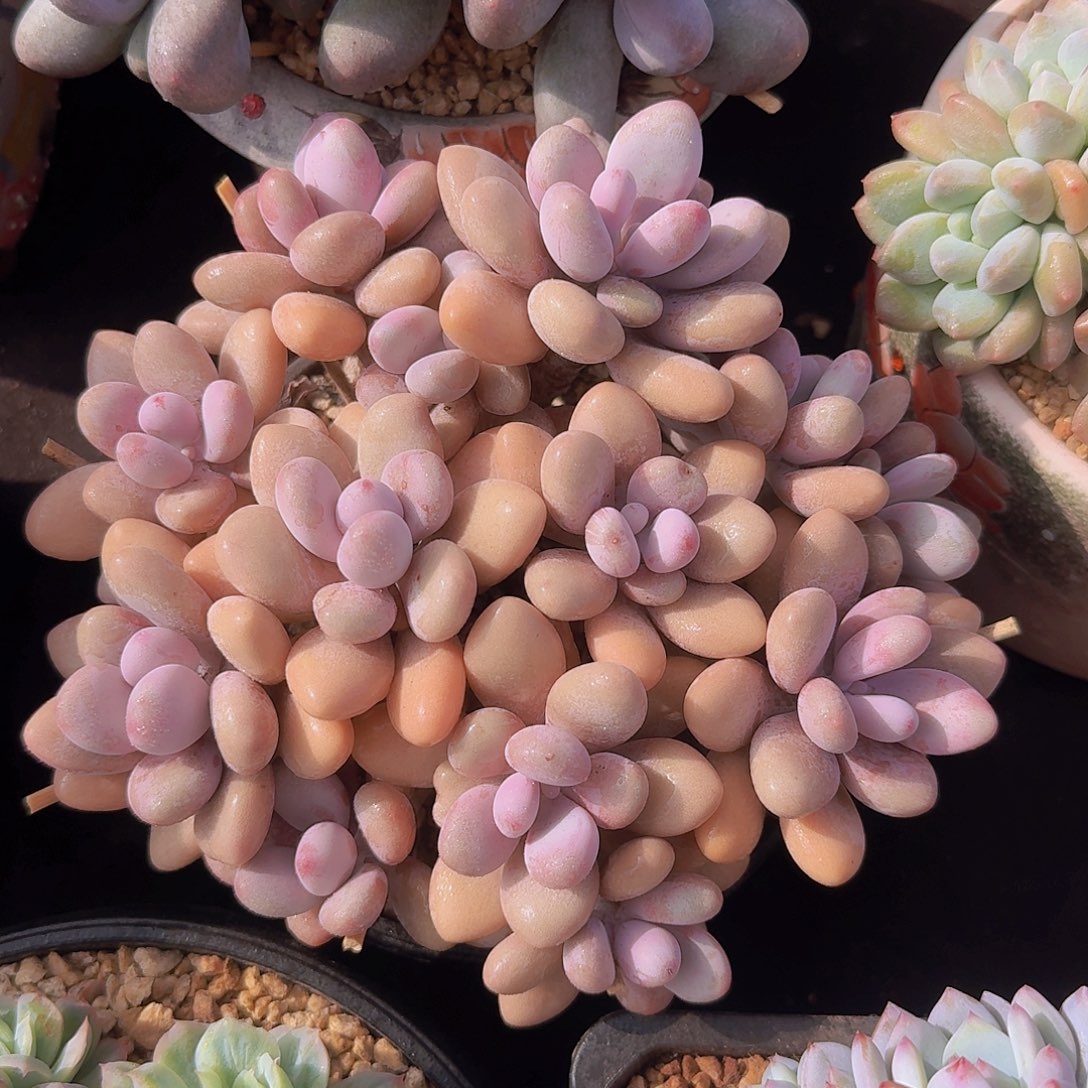 桃蛋多肉一物一拍